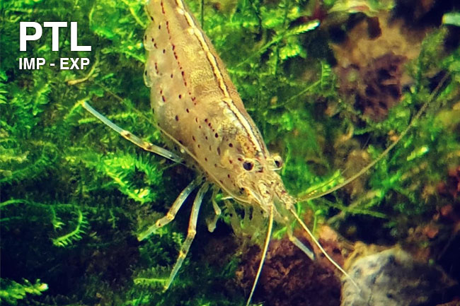 PTL692933_CARIDINA JAPONICA GOLD6